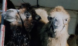 Jon Anton Presents...Animal Acts Available for Circus, Carnivals & Other Events.